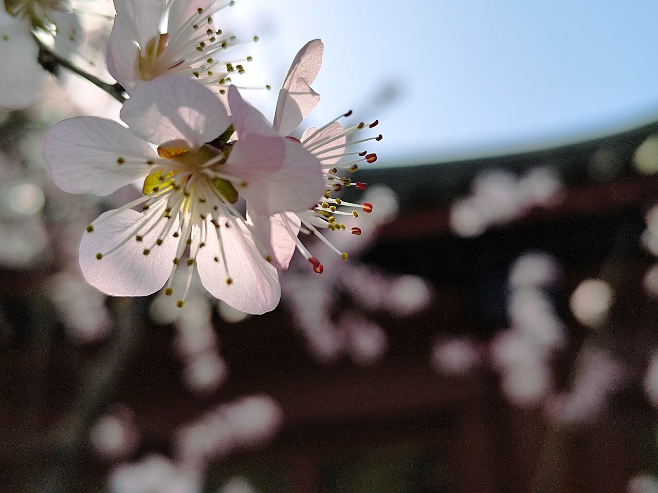 Peking University